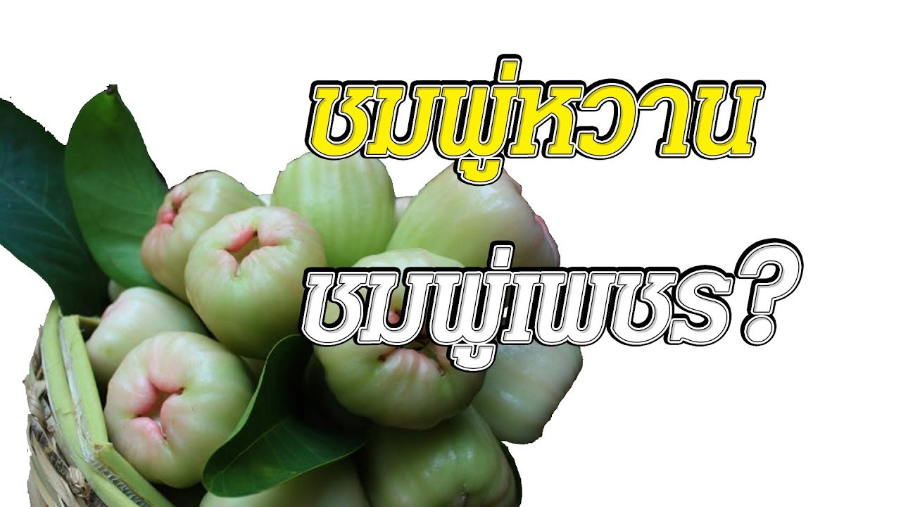 ชมพู่หวาน   ชมพู่เพชร
