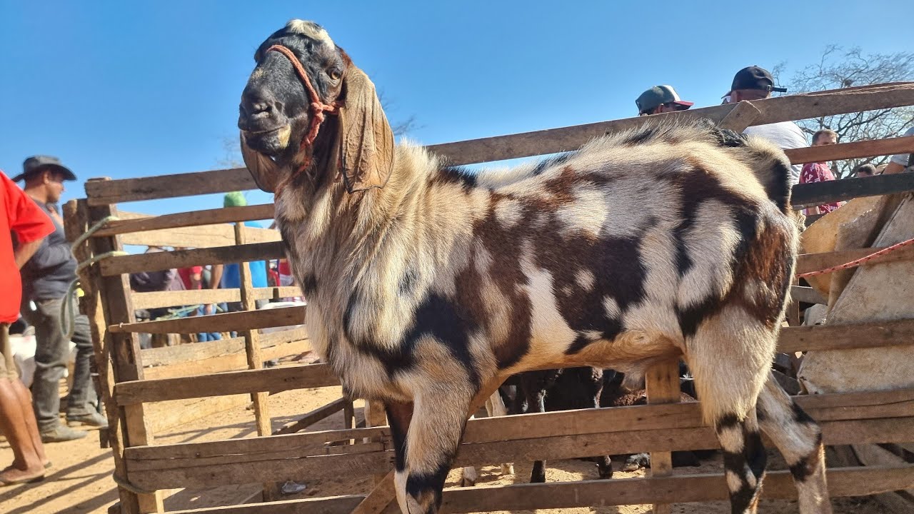 FEIRA DE CAPRINOS E OVINOS EM SANTA CRUZ DA VENERADA-PE 02-12-2023 COTAÇÃO DE PREÇO