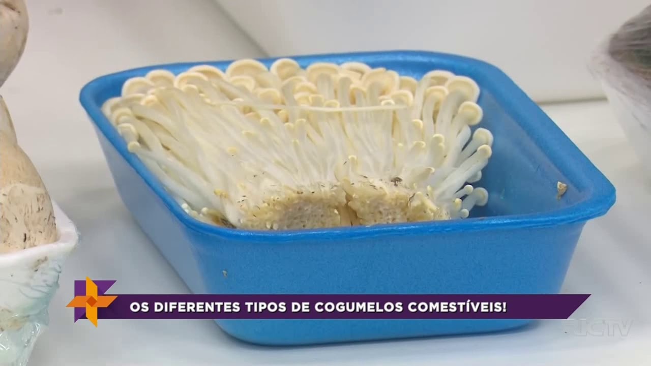 Saiba os diferentes tipos de cogumelos comestíveis