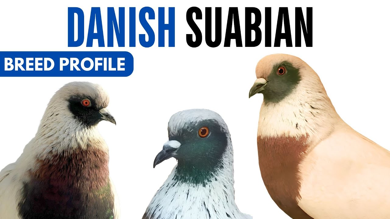 Danish Suabian Pigeon Breed Profile - History - Danish Suabian Pigeon Health Issues Price Training
