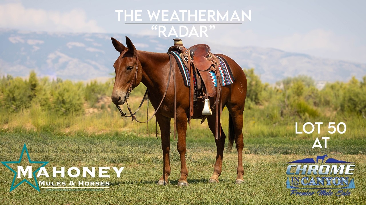 Radar - Lot 50 - Chrome in the Canyon Premier Mule Sale - Bryan Mahoney