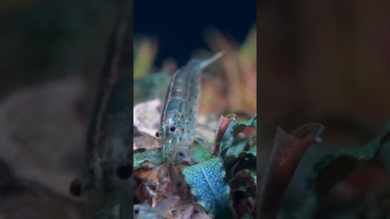 Betta Tank Mates for 10 Gallon Tanks: Amano Shrimp