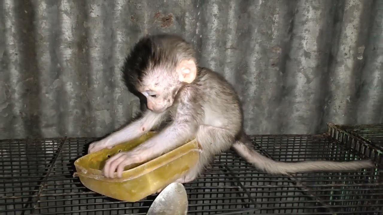 Baby monpai belajar makan