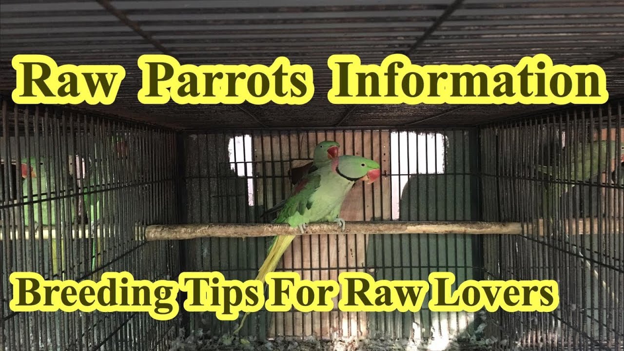 Alexander Parrot||How To Make Breeding Setup For Raw Parrot||Breeding Tips For Raw Parrot HINDI\URDU