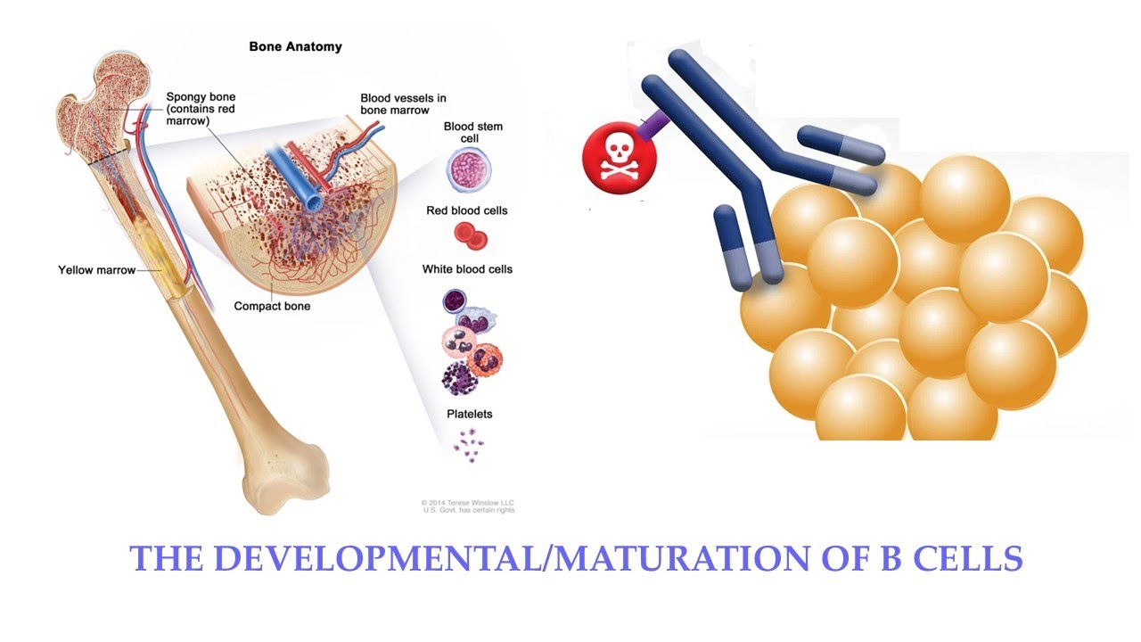 L52: The developmental stages of B-cells/Adaptive Immune System (Part 1)