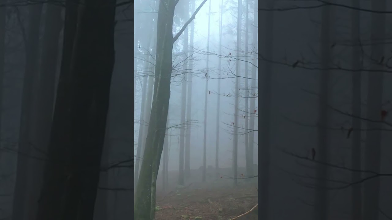 The Enchanted Forest: A Tale of Magic and Mystery