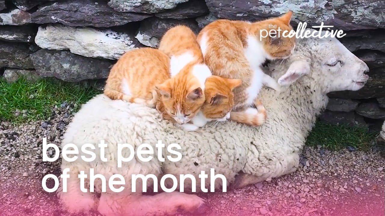 Best Pets of the Month  | The Pet Collective