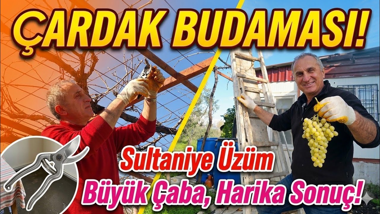 Sultaniye Üzüm Çardağı Budaması | Merdiven Üstünde Zor Mücadele | Merdivende Denge Kurmak En Zoru