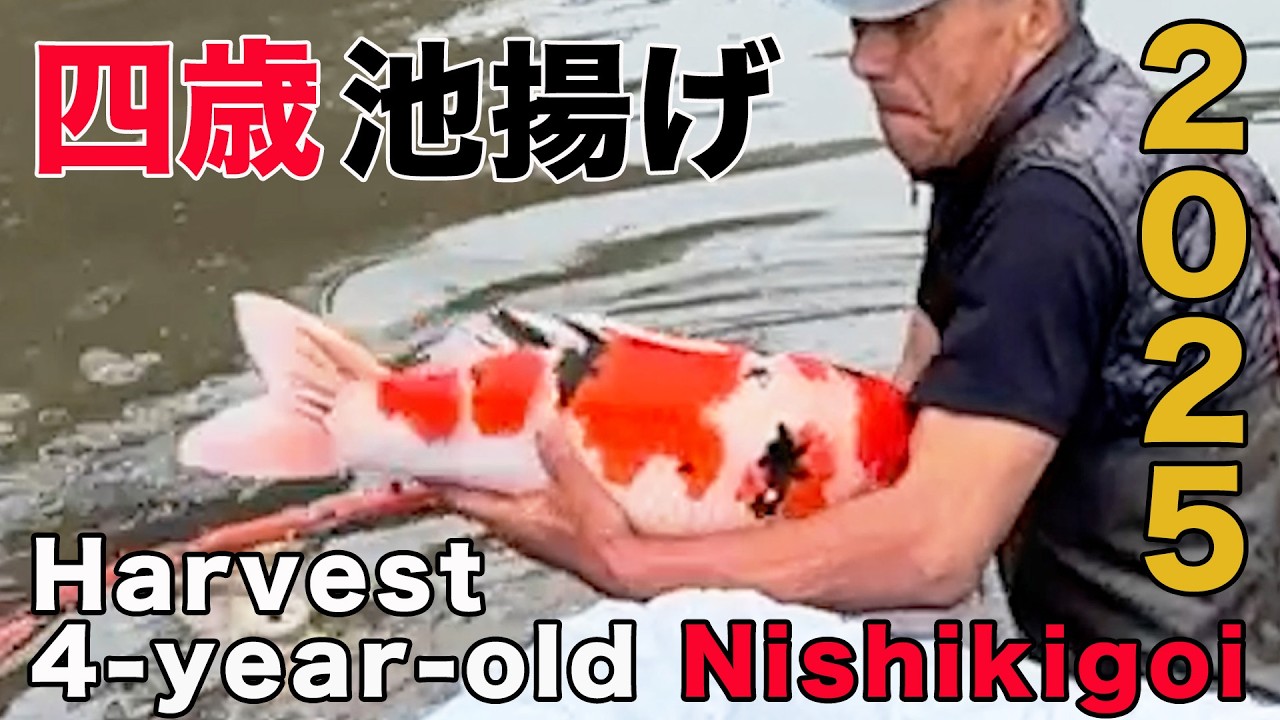 【錦鯉】四歳池揚げ  Harvest 4 years old koi  2025【Koi】