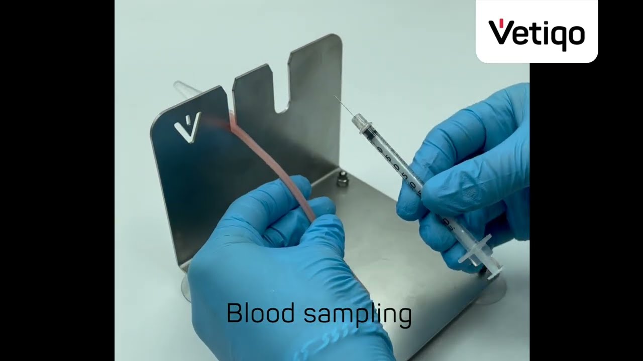 Mouse Tail Model - IV injection and blood sampling