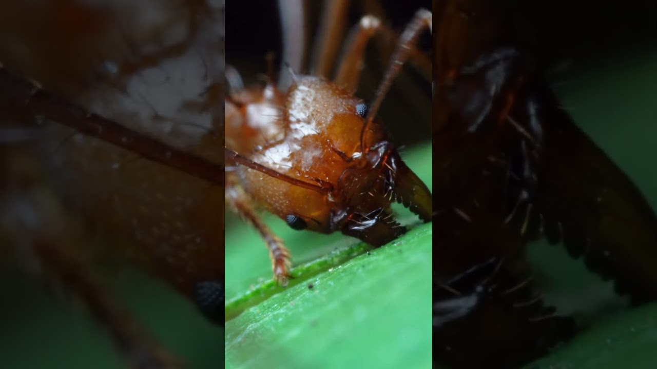 How Leafcutter Ants Work