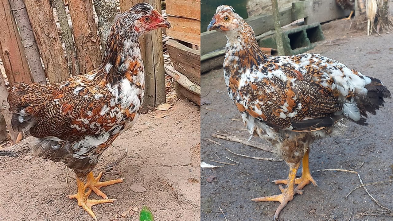 Recria das FRANGUINHAS gsb galinha sertaneja balão