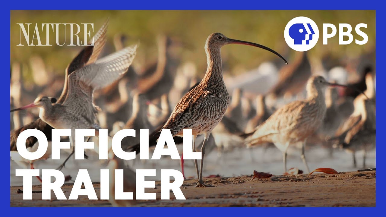 Flyways | Official Trailer | NATURE | PBS