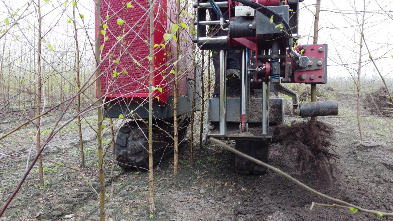 Selectief bomen rooien met rooimachine op rupsen | Tree lifting machine