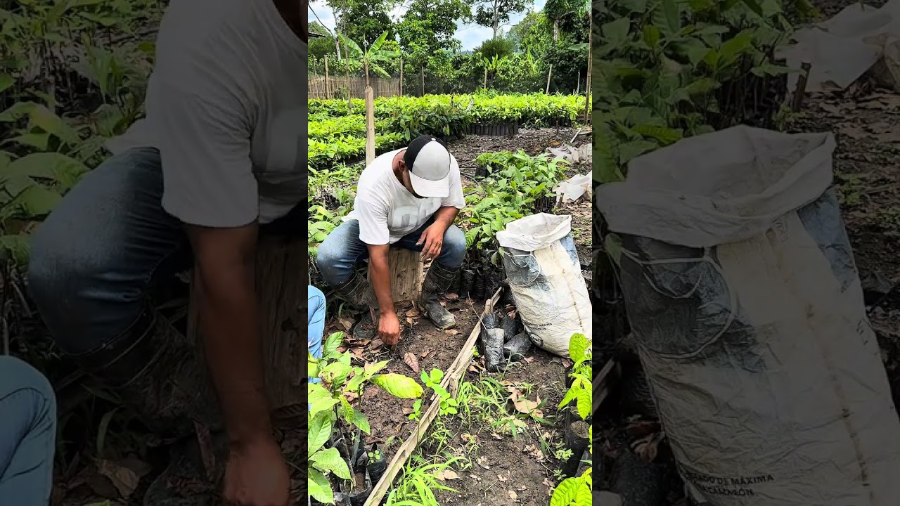 La inversión es un excusa #cacaoecuatoriano #cacao 