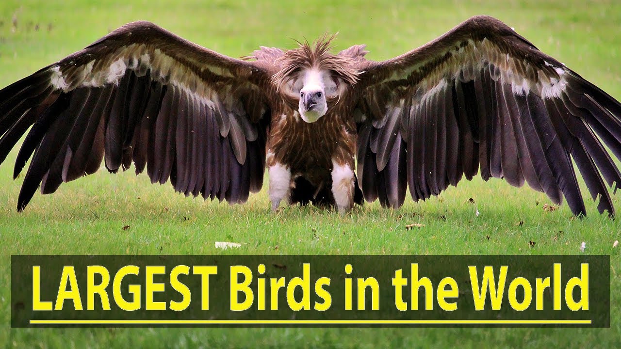 Top 10 Largest Birds in the World
