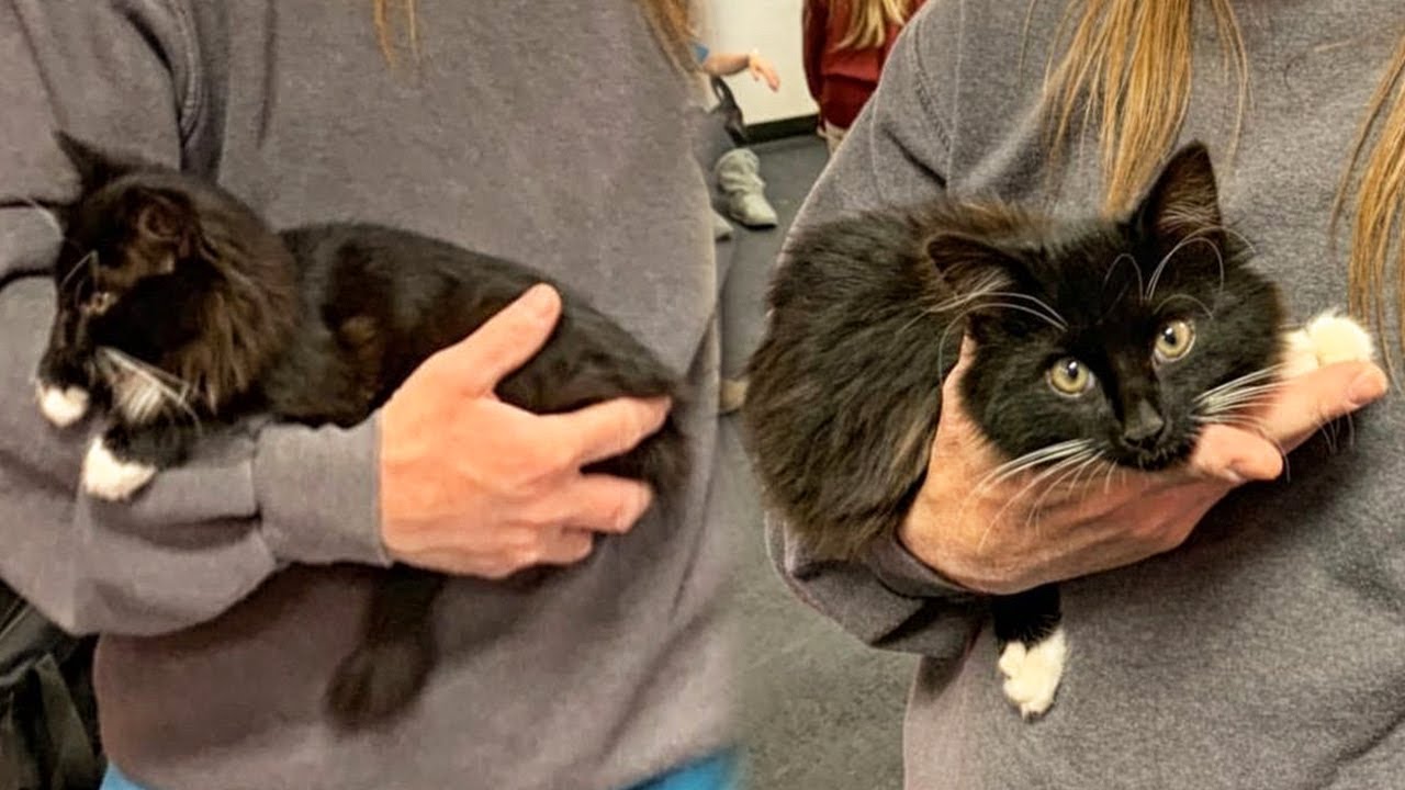 Shelter Kitten Chooses a Man And Won't Let Him Go Ever Again