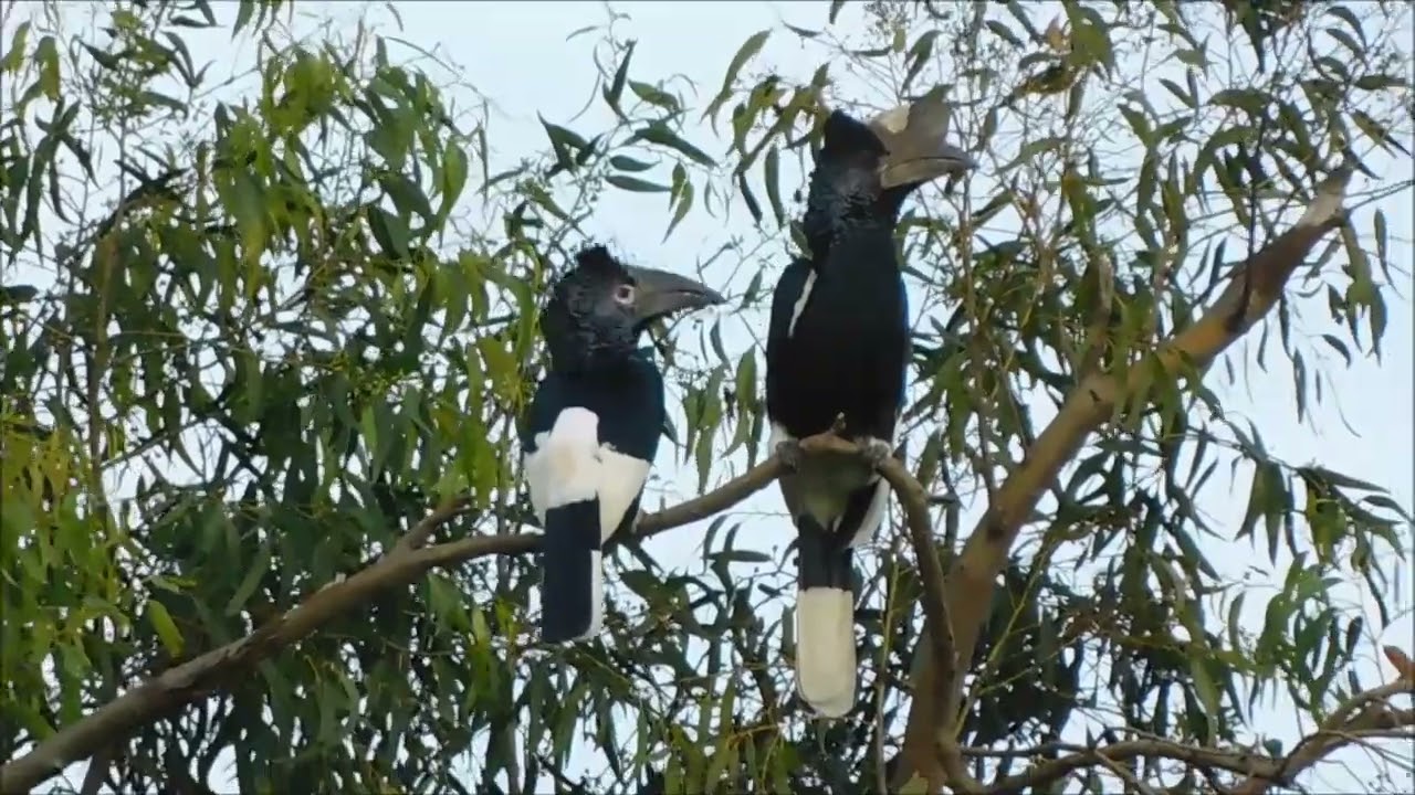 Black and white casqued hornbill