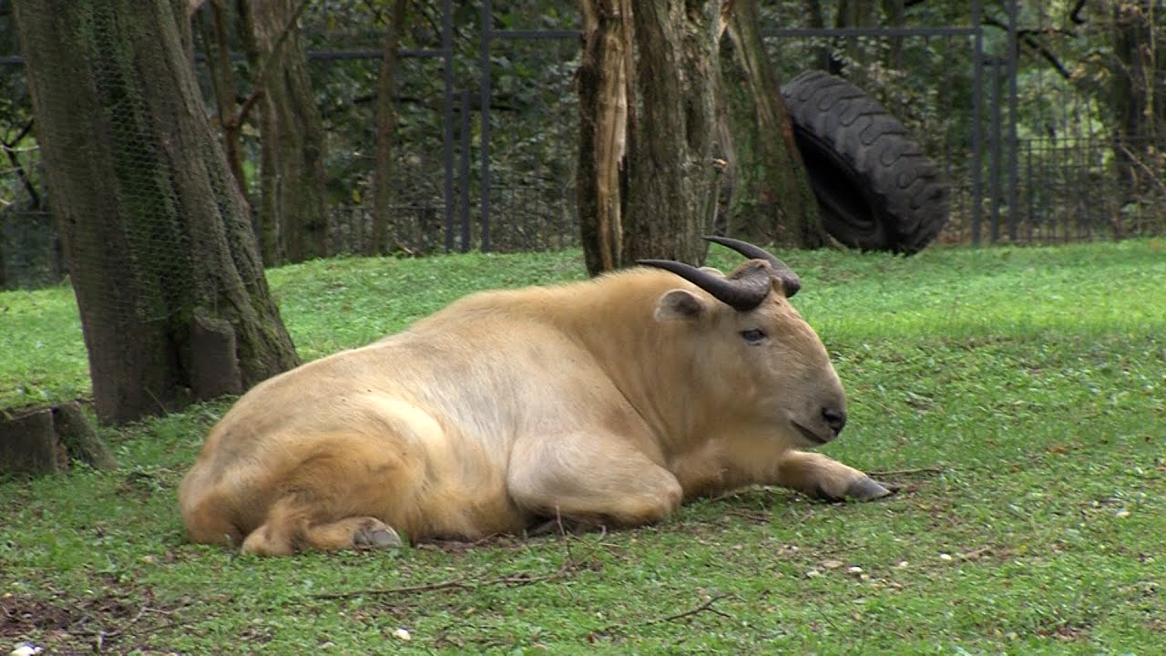 ZOO Bratislava je stále zatvorená