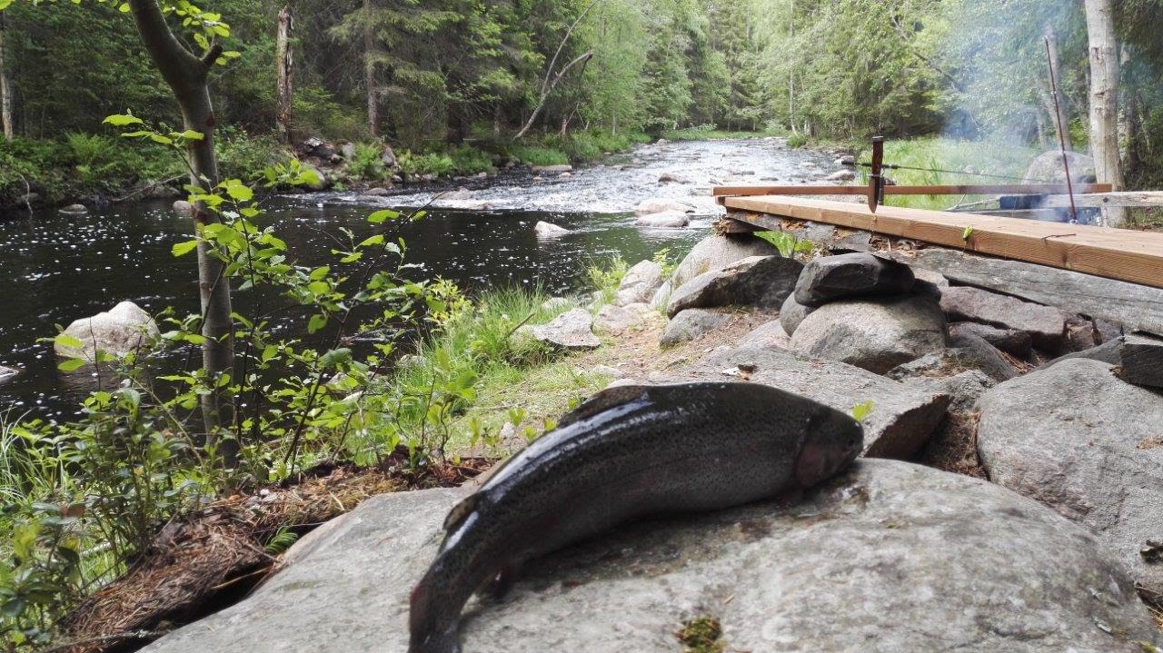 Kirjolohen kalastusta - Niemisjoki, Ohrakoski, Ähtäri