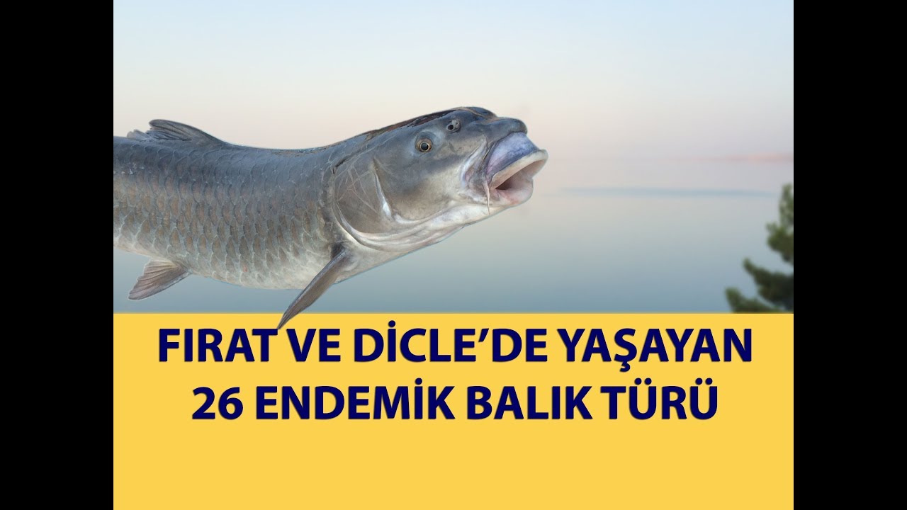 Fırat ve Dicle Nehirlerinde Yaşayan Endemik Balık Türleri (26 Tür)