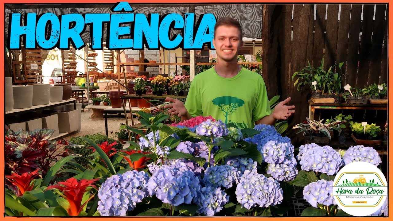 Saiba como cultivar Hortênsia CORRETAMENTE no seu jardim! Técnica FÁCIL E RÁPIDA