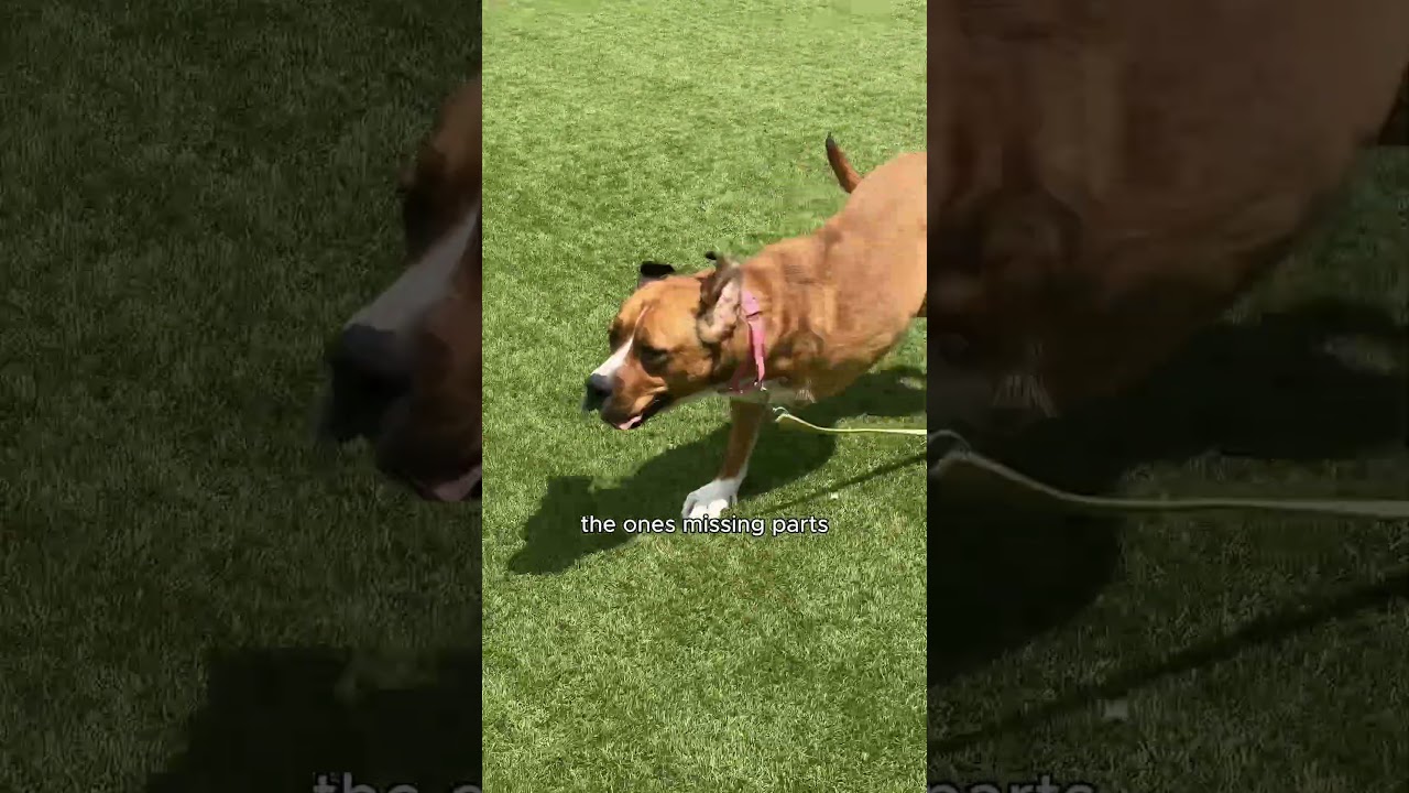 Find your love for life at AdoptaPet.com #PEDIGREEAdopt