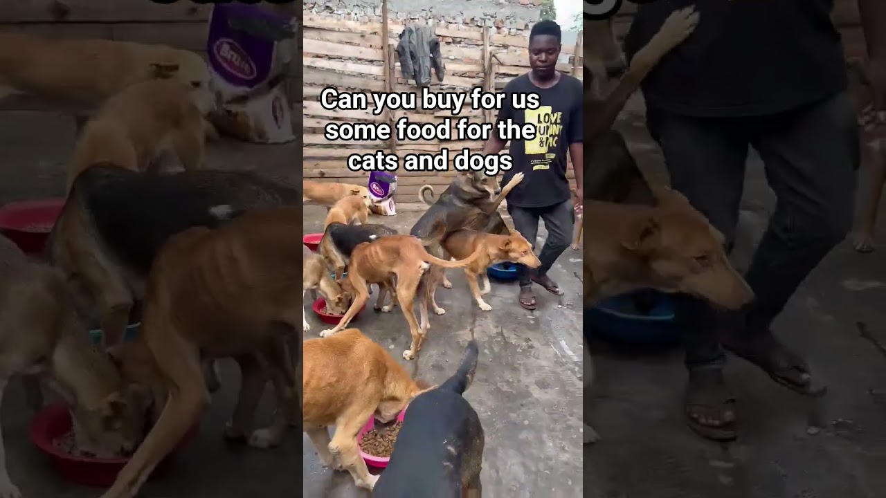 please consider supporting this voiceless animals we can save all dogs 