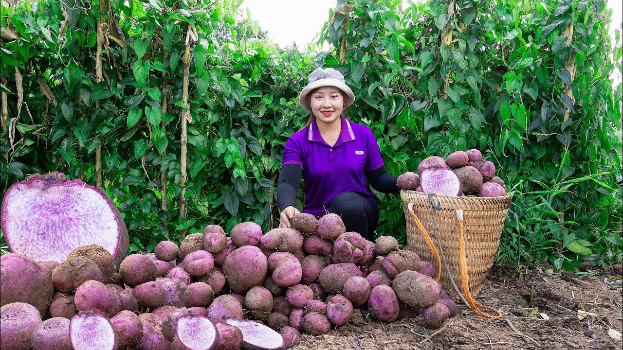 Harvesting Purple yam  to the Market to Sell  Making tri color cakes ! Lucia's daily life