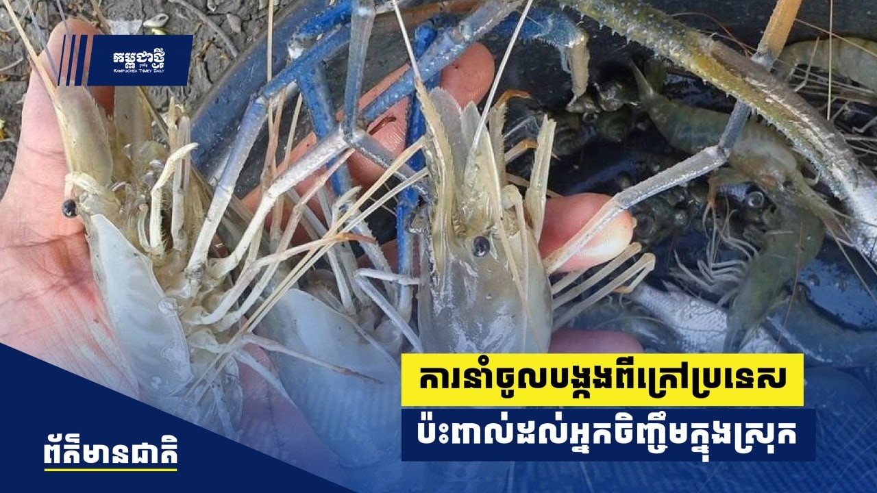 ការនាំចូលបង្កងពីក្រៅប្រទេស កំពុងប៉ះពាល់ដល់អ្នកចិញ្ចឹមក្នុងស្រុក