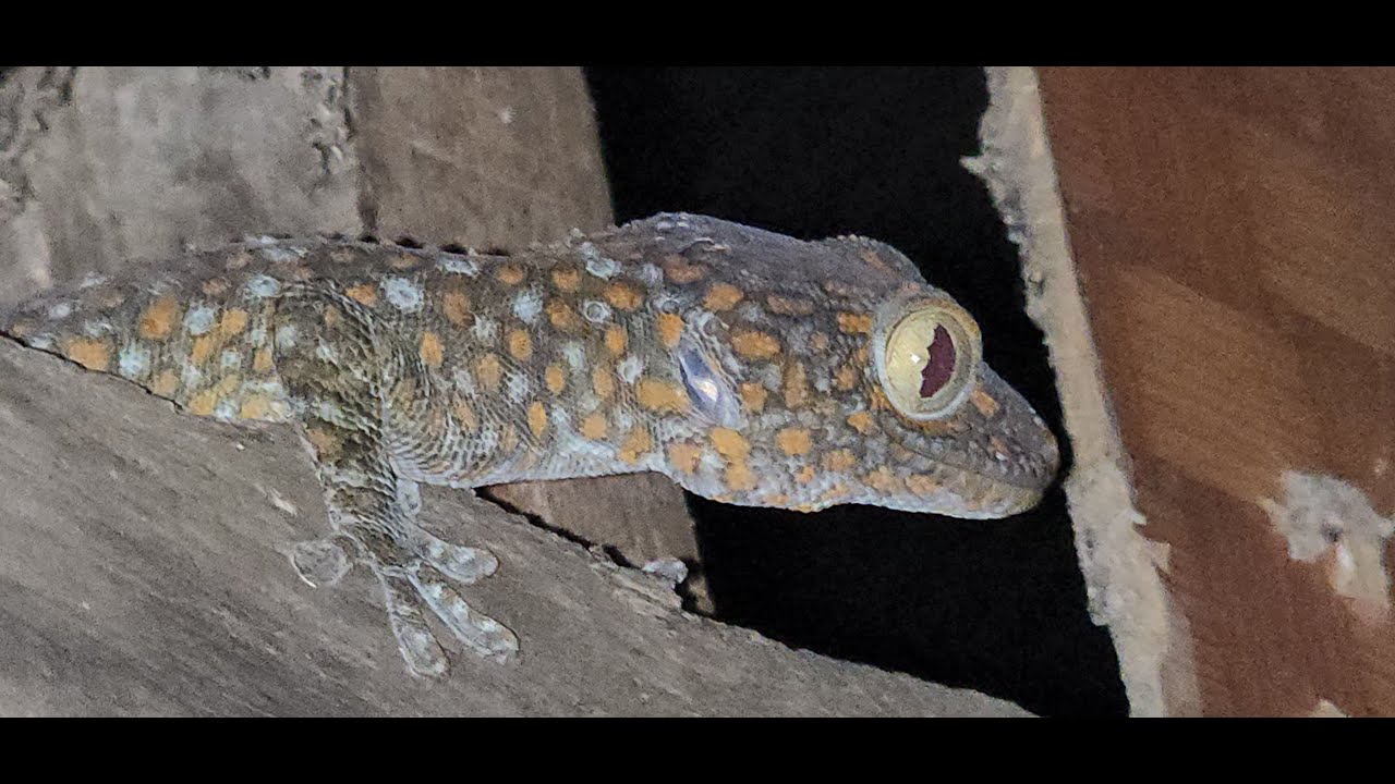 GECKO IN HOUSE |Many Gecko |Animal