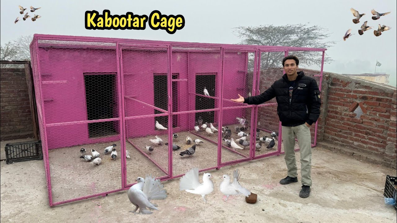 New Kabooter La Aya Or Kabooter Cage 😍