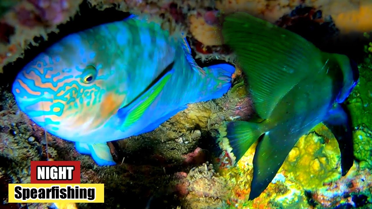Spot paling Jernih dan Ikan melimpah || Night Spearfishing Indonesia