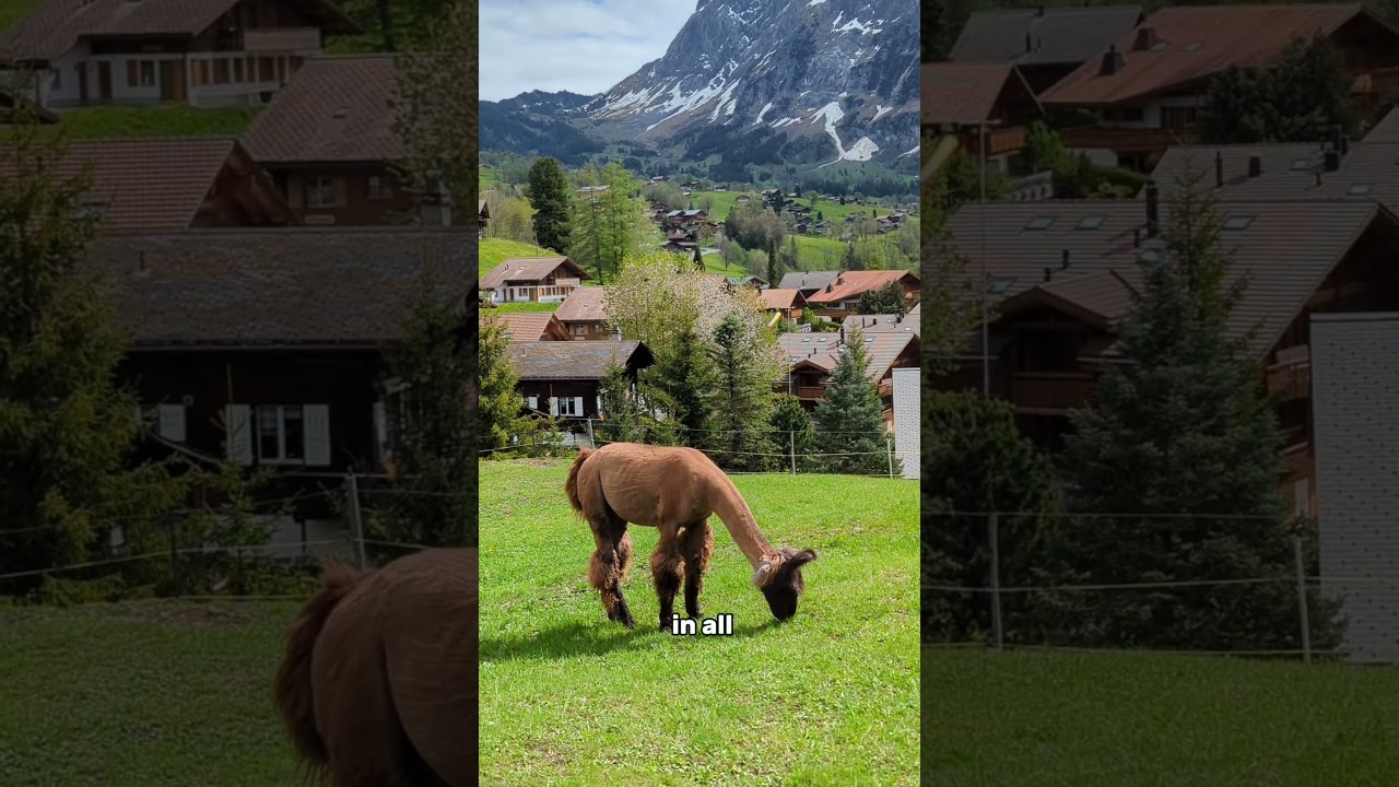 Facts about Switzerland  #SwitzerlandFacts #LifelnSwitzerland#SwissQuality #amazingfact #facts