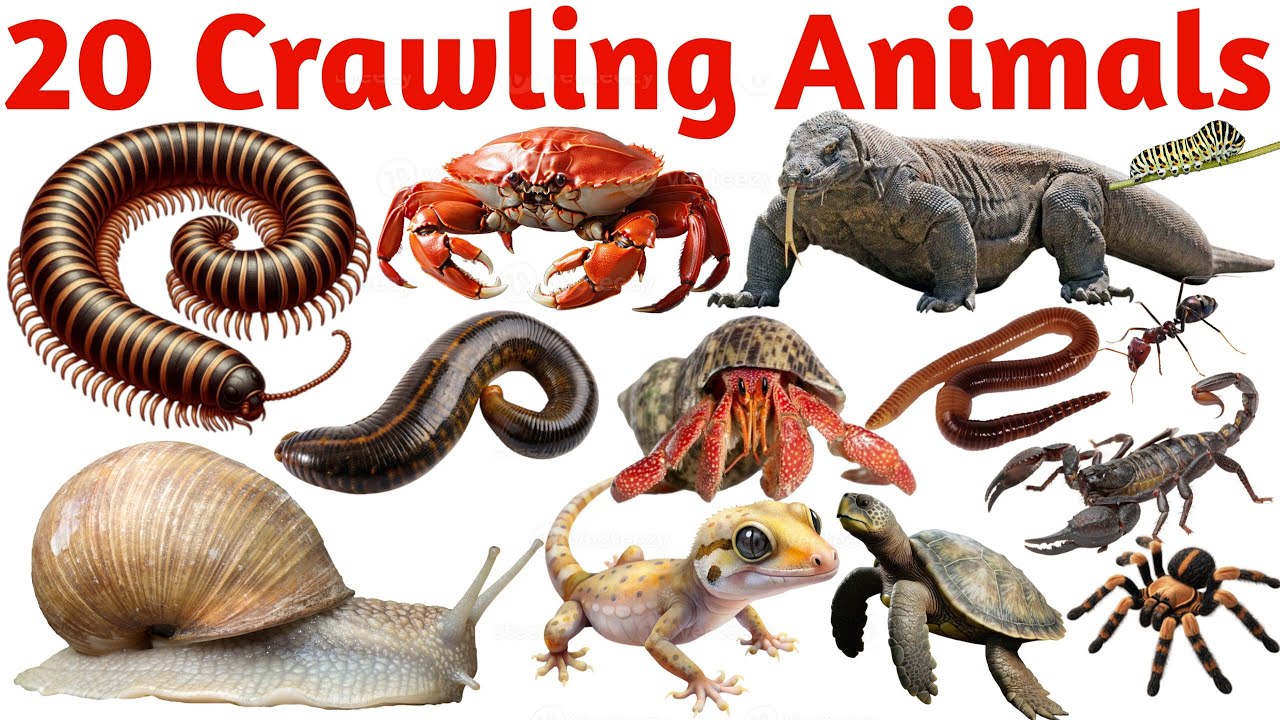 Crawling Animals Names for Kids | 20 Crawling Creatures Learning Video | Educational Animal List