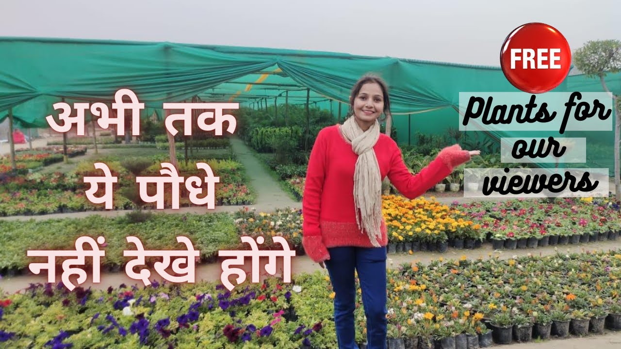 Delhi NCR की सबसे अच्छी नर्सरी| Buy unique flowering plants in Rs.20 only|#Nanhapodha #Plants