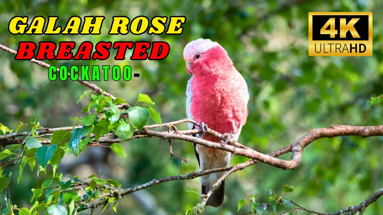 Galah The Stunning Pink Cockatoo of Australia || Galah parrot sounds #cockatooparrot #birdwatching