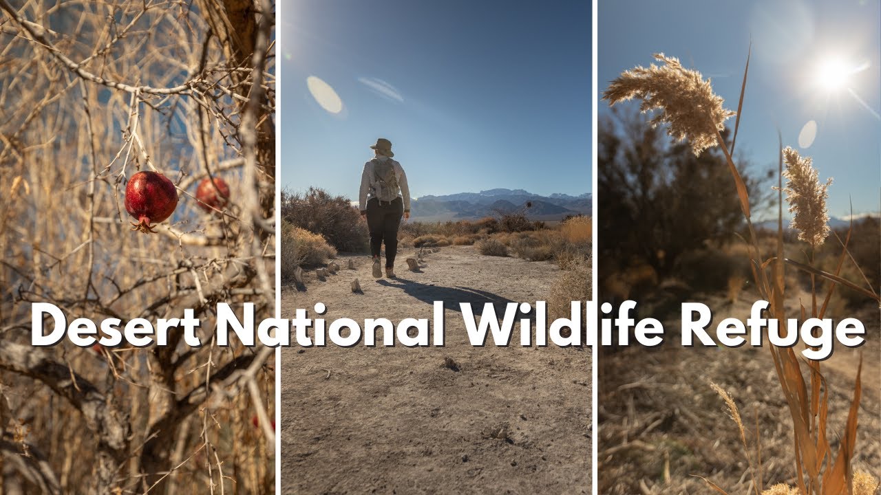 Corn Creek, a Desert Oasis // Desert National Wildlife Refuge, Las Vegas