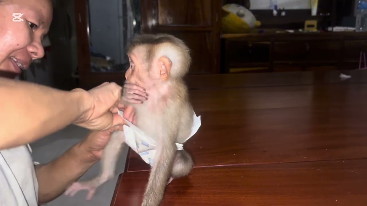 Mary wants to eat wooden apple #mary #monkey #animals #asmr