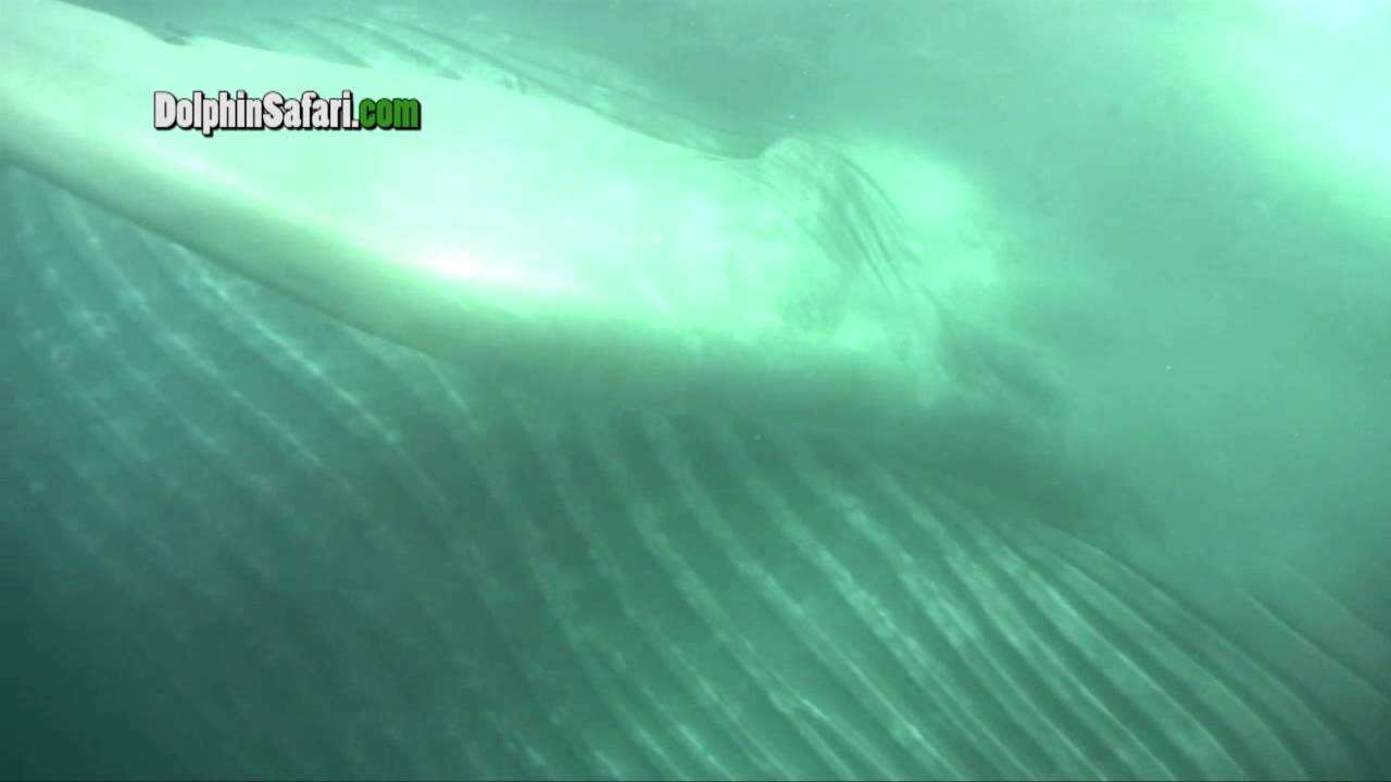 Blue whale gets eye to eye with whale watch passengers underwater off Dana Point.mp4