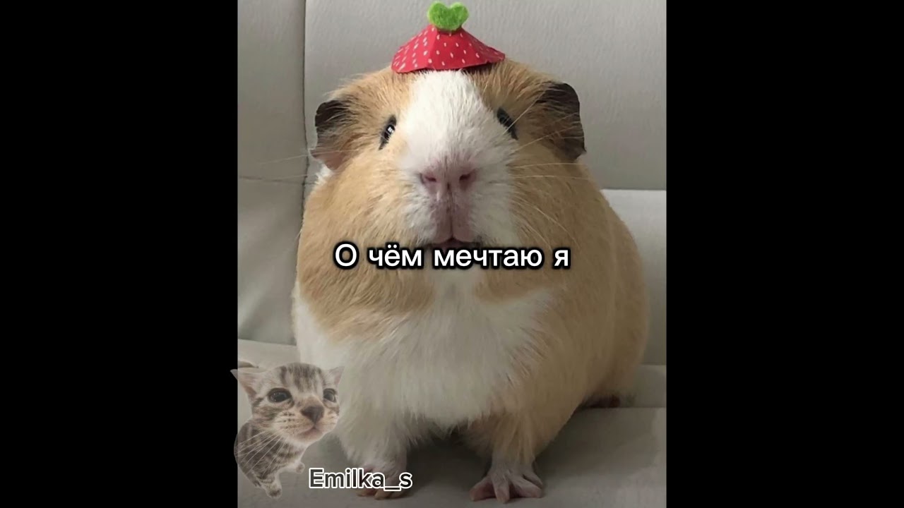 #роблокс #roblox #2024 #robloxtop #￼хочуморскуюсвинку