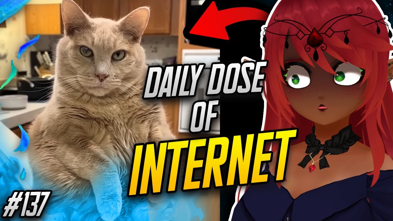 WHAT DA CAT DOIN !! | Daily Dose of Internet Reaction