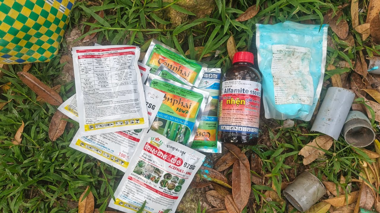 NÊN BÓN PHÂN TRƯỚC HAY TỚI PHÂN TRƯỚC CHO CƠI ĐỌT MỚI? | TUẤN HẢI SẦU RIÊNG