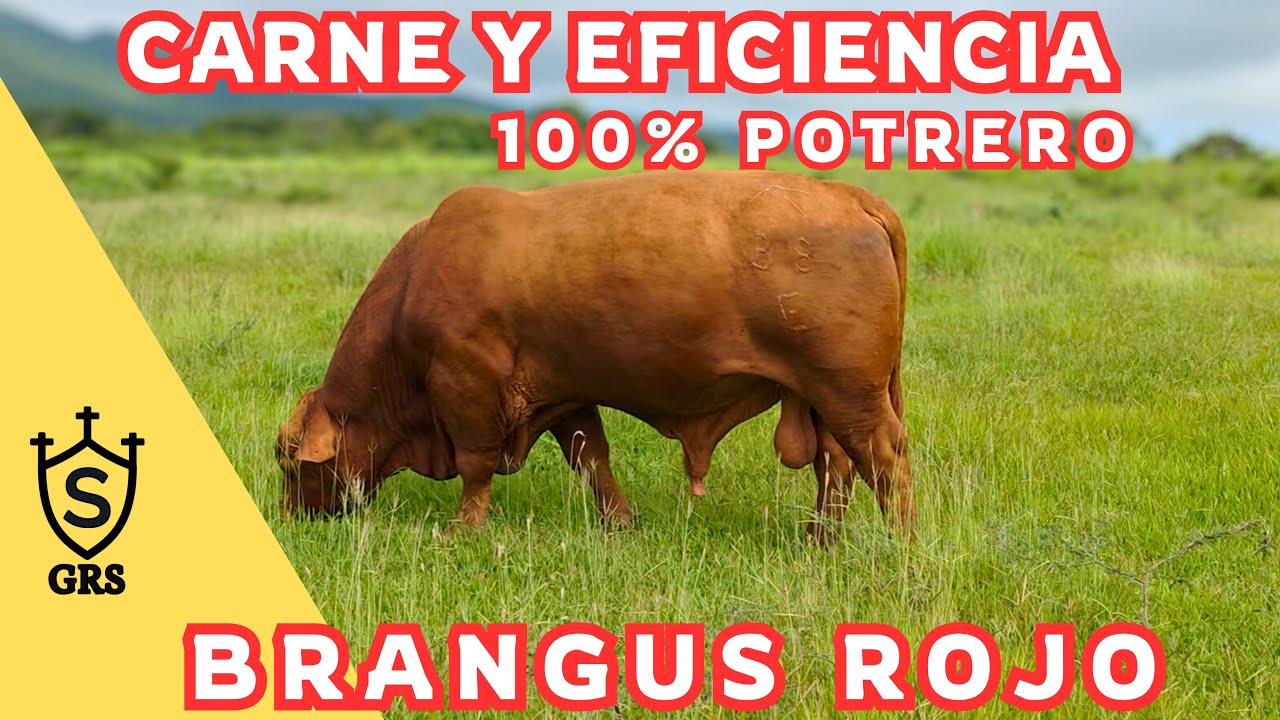 BRANGUS ROJO en Nayarit Desarrolló en POTRERO PARTE 1 | Rancho las Mesas 