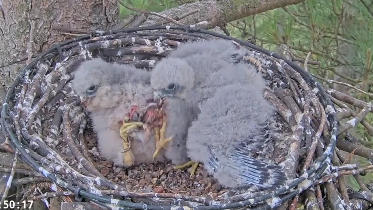 Little chick fail to protect prey from Big chick | Southern UK Hobby | Aug 3, 2025