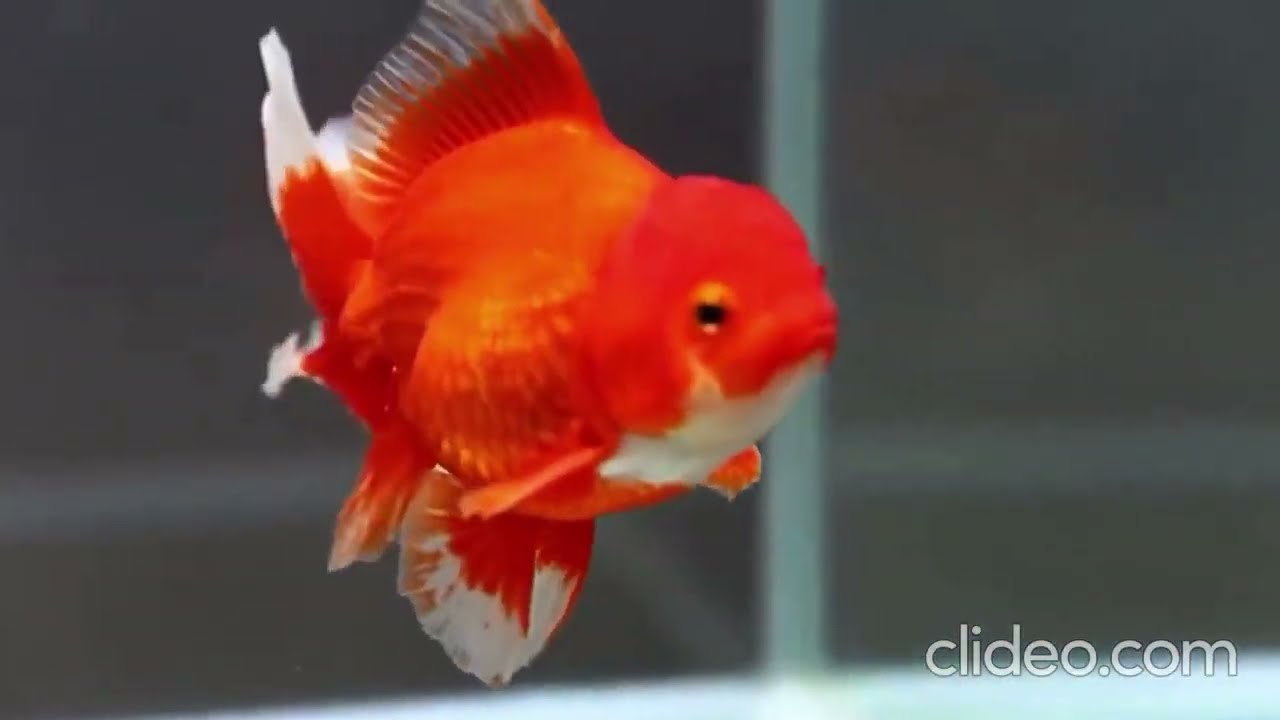 Most beautiful Gold Fishes in the  world