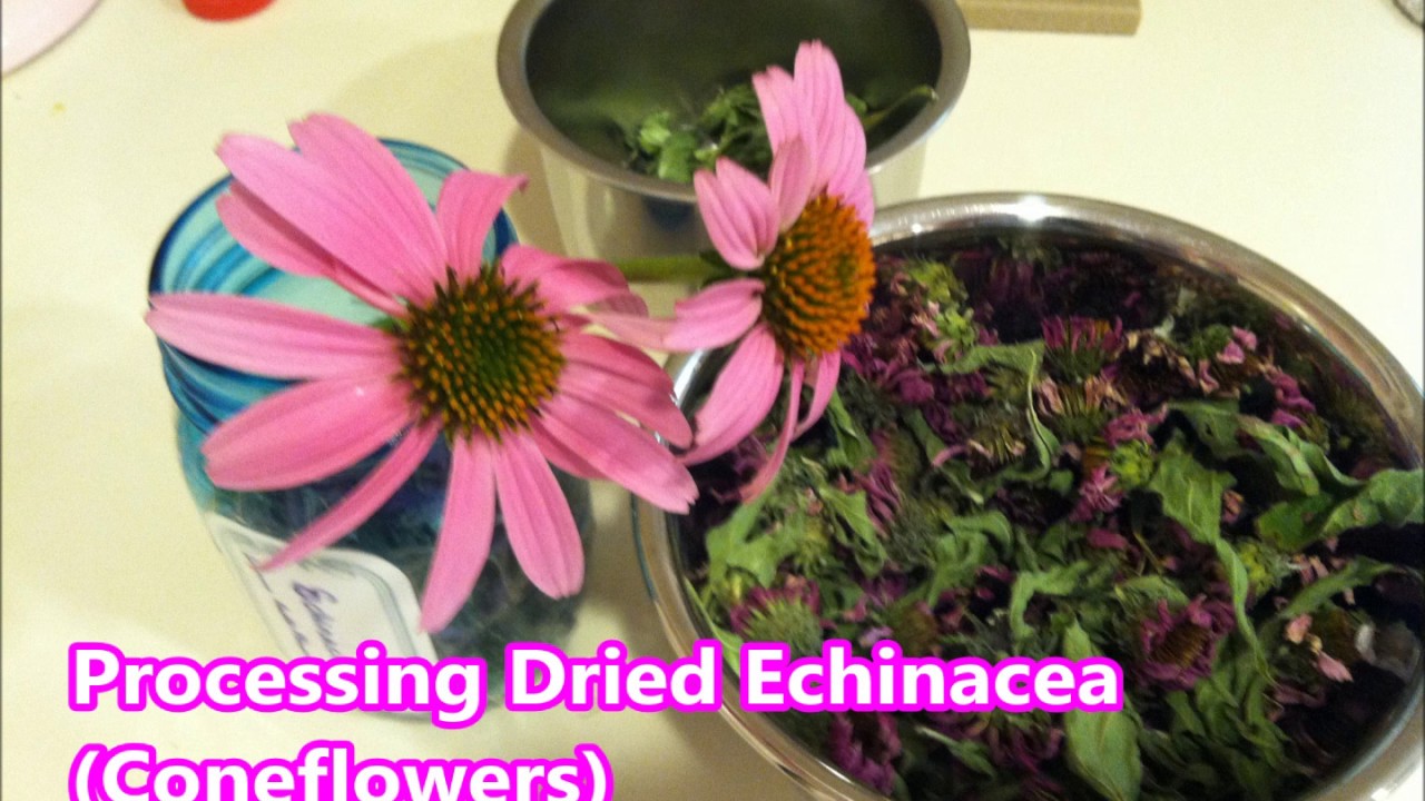 CTF E38: Processing Dried Echinacea (Coneflowers)