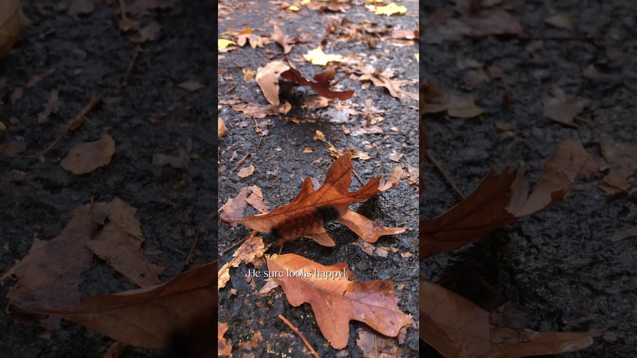 Looks like a pipe cleaner worm! 🐛 #nature #creature #outdoors #walking #wormworld