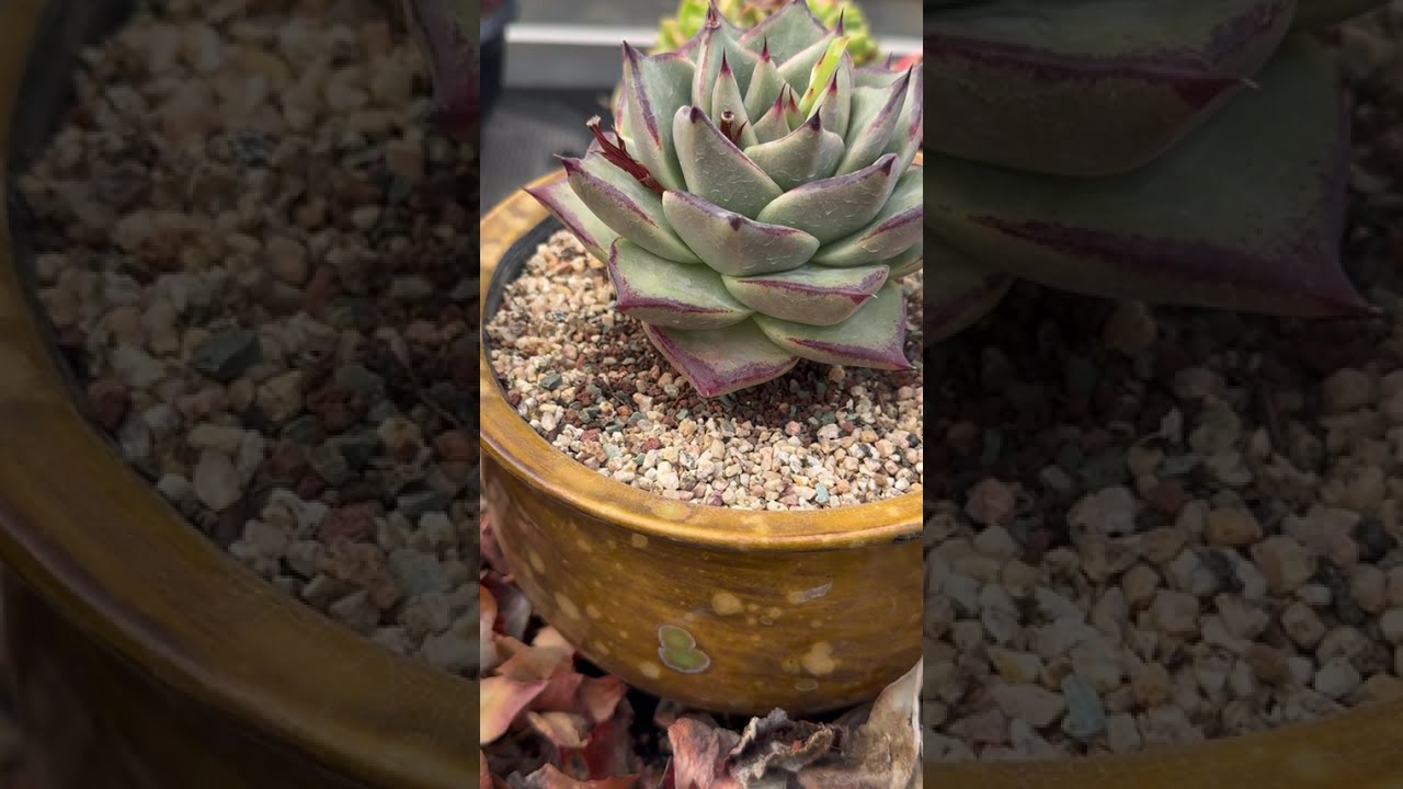 Luxury Succulent Workflow 🌵 A Clean System for Elegant Indoor Living
