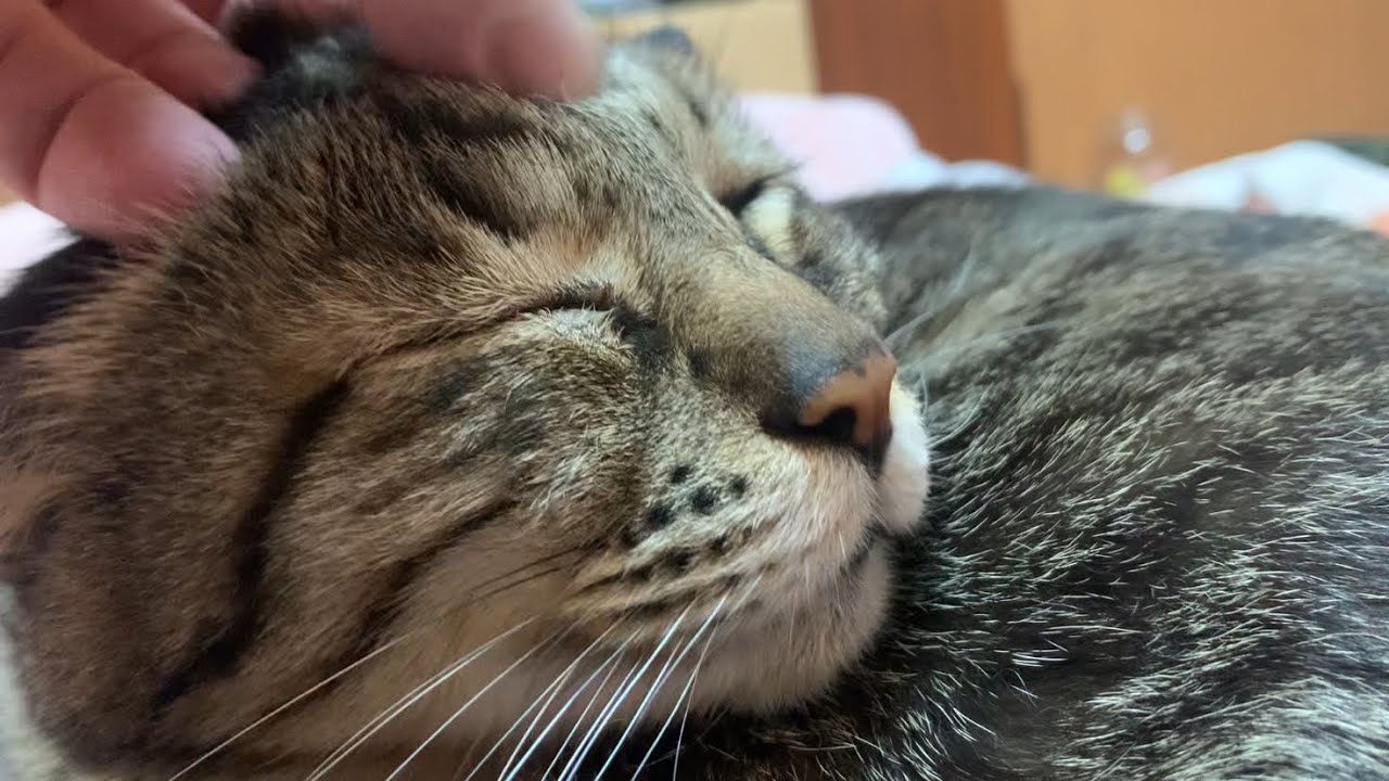 【猫】「撫でて」と言われているような気がして